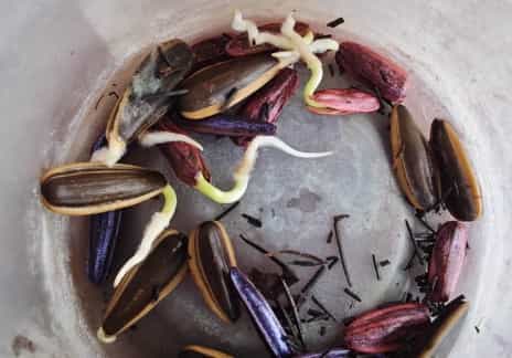 The Fascinating Journey of Sunflower Seed Germinat