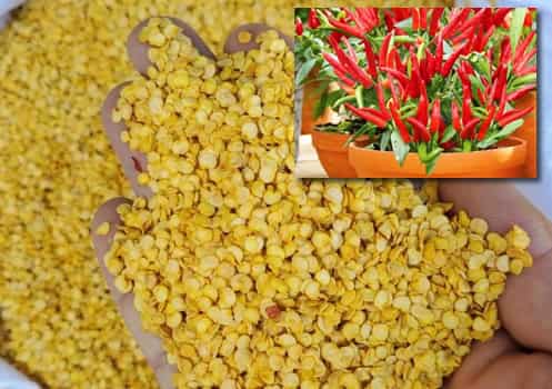 Chili Pepper Seeds: A Guide to Germination and Gro