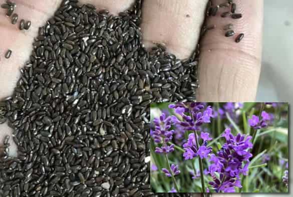 Lavender Seeds: Tips for Germination and Growing B