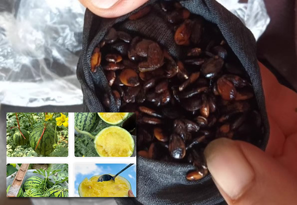 Yellow Heart Watermelon Seeds: Grow Sweet, Vibrant