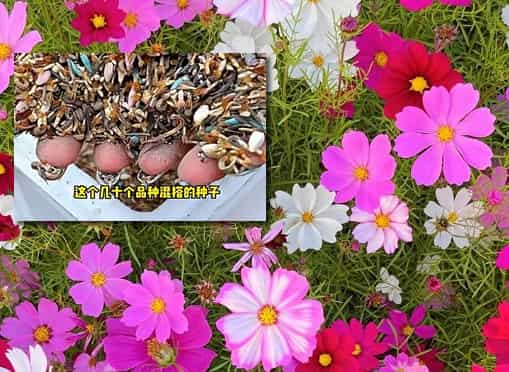 Wildflower Combination Flower Seeds: Create a Colorful, Low-Maintenance Garden