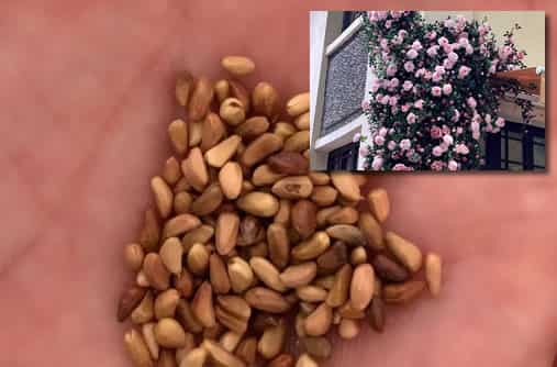 Climbing Vine Rose Flower Seeds: Grow Stunning, Fr