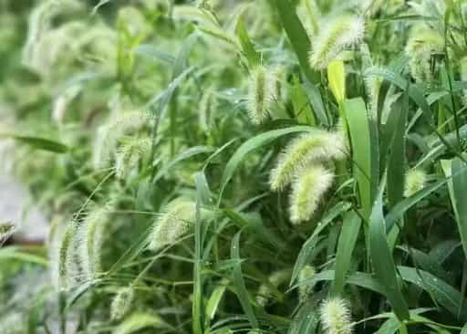 Green Bristlegrass: A Hardy, Versatile Grass for G