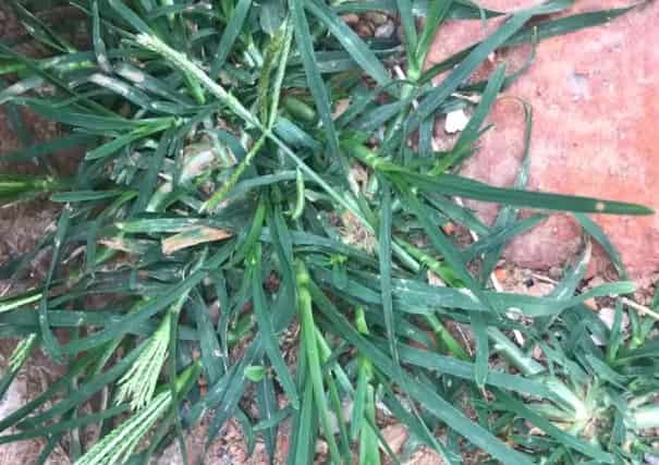 Goosegrass: Identification, Growth, and Garden Man