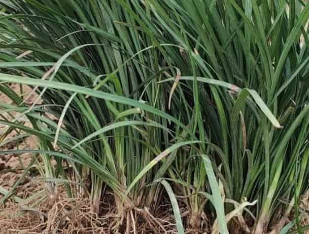 Fine Leaved Ophiopogon Grass: A Elegant, Low-Maint