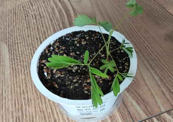 The Sensitive Plant: A Unique Addition to Your Gar