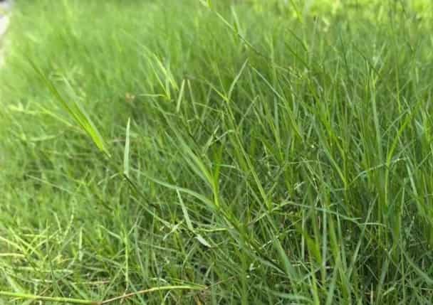 Bermuda Grass: A Hardy, Versatile Turf for Gardens