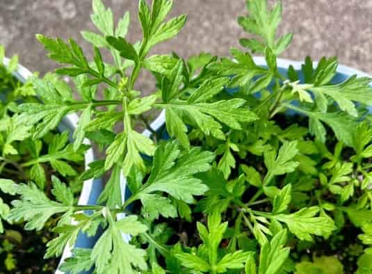 Mugwort: A Versatile Herb for Gardens, Wellness, a