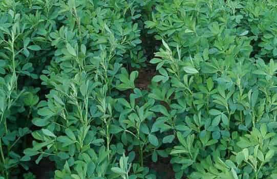 Alfalfa Hay: A Nutritious Staple for Livestock and Gardens
