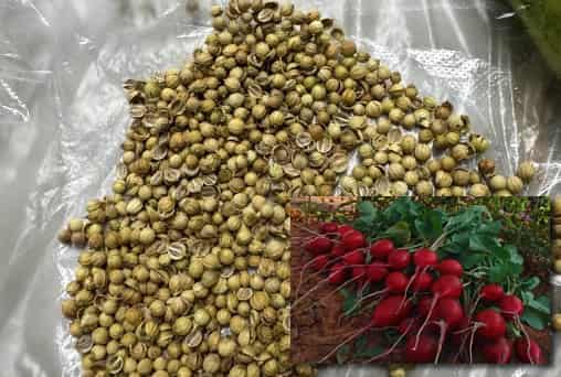 Cherry Radish Seeds: Grow Crisp, Vibrant Radishes in Your Home Garden