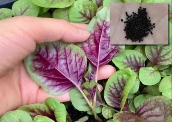 Amaranth Seeds: Nutritious, Versatile, and Easy to Grow in Home Gardens