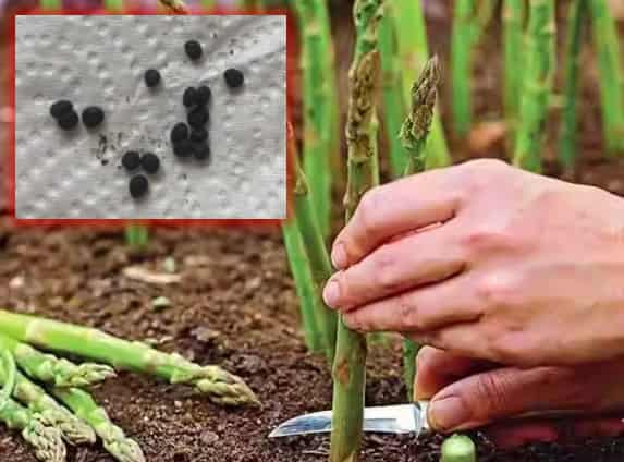 Asparagus Seeds: Grow Fresh, Tender Asparagus in Your Home Garden