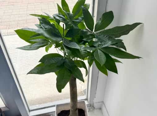 Money Tree: A Lucky, Low-Maintenance Houseplant for Your Home