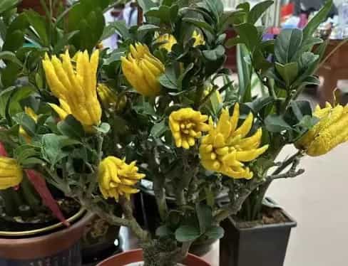 Buddha's Hand Tree: An Exotic, Fragrant Citrus for