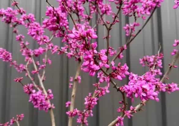 The Bauhinia Tree: A Stunning Ornamental Addition to Western Gardens