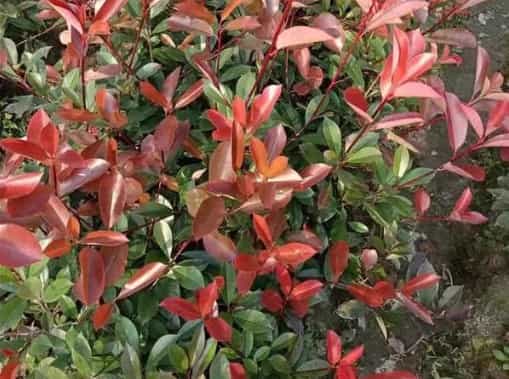 Red Leaf Heather Tree: A Vibrant, Hardy Shrub for 