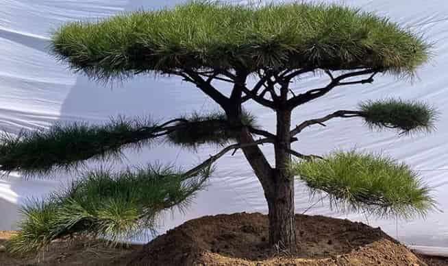 Black Pine Tree: A Hardy Evergreen Icon for Wester