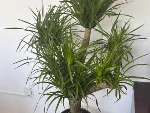 Dragon Tree: A Stylish, Low-Maintenance Evergreen for Western Spaces