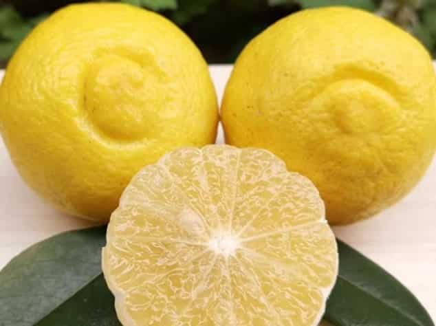 The Allure of Green Citrus Fruits: Nature’s Zesty 
