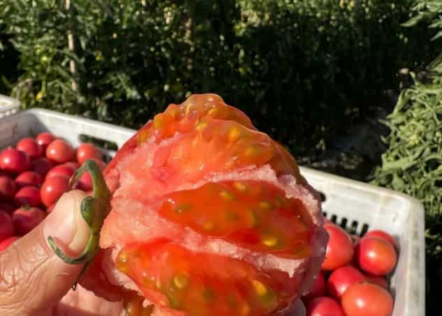 Tomato: A Versatile, Nutritious Staple in Western 