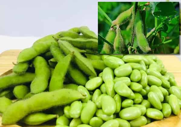 Edamame: The Simple Snack, Global Superfood