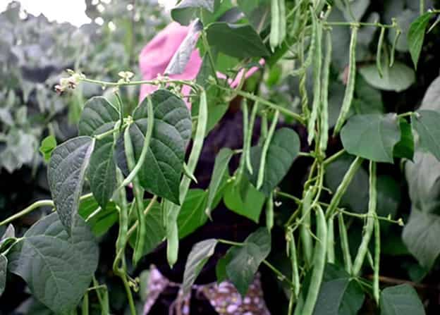 Green Beans: A Versatile, Nutritious Staple in Wes
