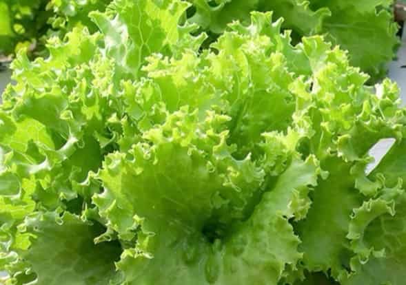 Green Lettuce: A Fresh Staple for Western Meals