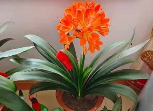 Clivia: A Stunning, Low-Maintenance Evergreen for 