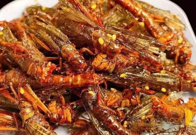 Grasshopper and Grasshopper Cuisine: A Nutritious, Adventurous Western Food Trend