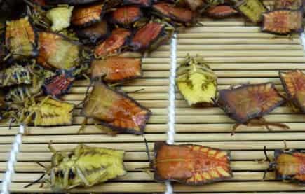 Stinky Bug Cuisine: A Unique and Nutritious Western Food Trend