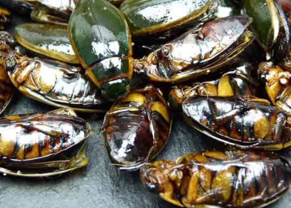 Fried Gold Border Dragon Lice Cuisine: A Bold, Sustainable Exotic Delicacy