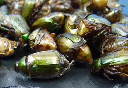 Fried Green Turtle Seed Insect Delicacy: A Bold, S