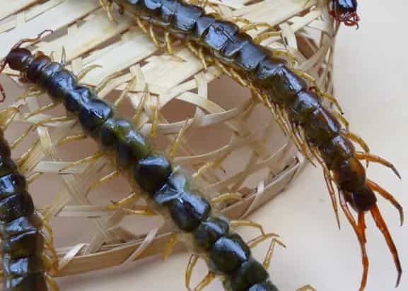 Fried Giant Centipede Cuisine: A Bold Exotic Delic