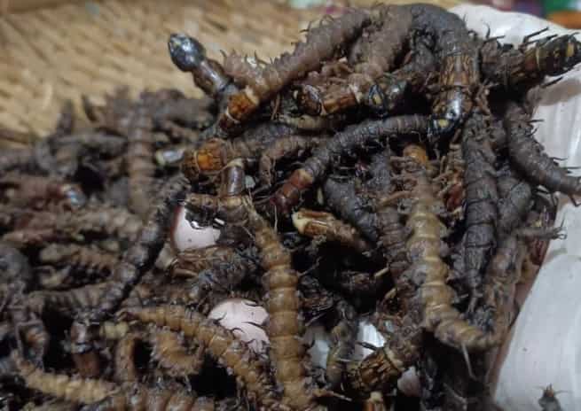 Climbing Sandworm Cuisine: A Bold Exotic Delicacy 