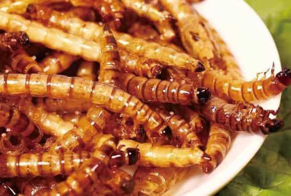 Fried Barley Worm Cuisine: A Nutritious, Sustainab