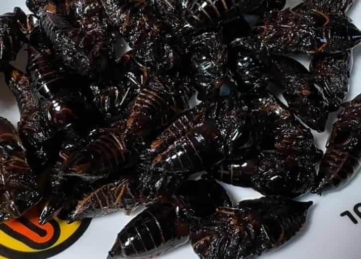 Fried Black Cicada Cuisine: A Unique Culinary Expe