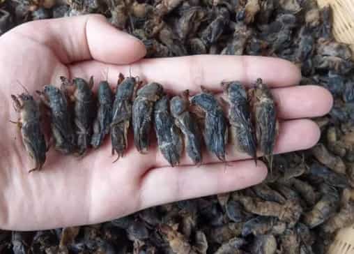 Fried Mole Cricket Delicacy: A Bold, Sustainable Exotic Treat for Western Foodies