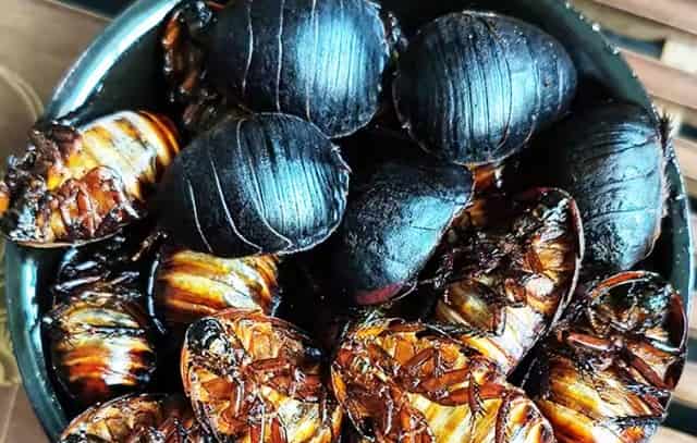 Fried Turtle, Ground Beetle and Insect Delicacies: A Unique Culinary Experience
