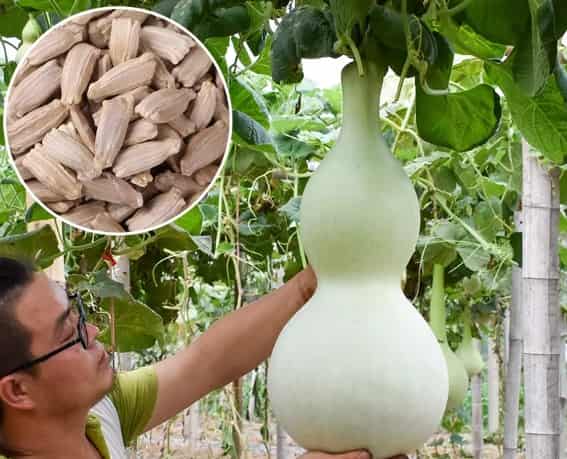 Large Gourd Seeds: The Silliest Garden Superstars