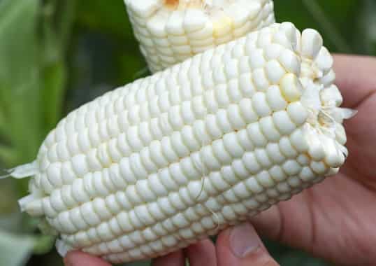 White Sweet Corn Seeds: Your Garden’s Funny & Tasty Superstar