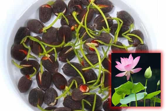 Lotus Seeds: Tiny Pond Stars with a Funny Side
