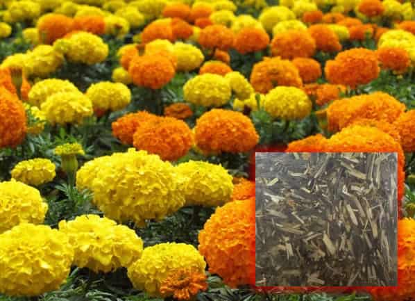 Lotus Seeds: Tiny Pond Stars with a Funny Side