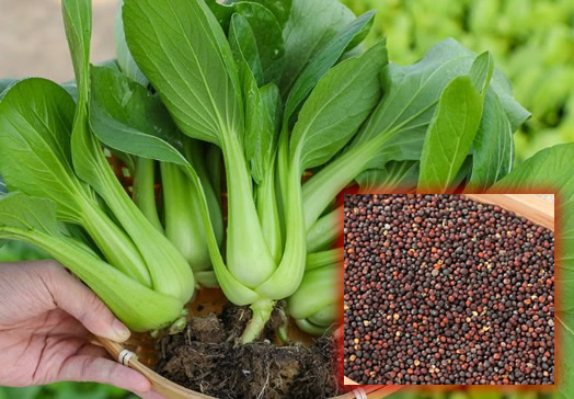 Shanghai Bok Choy Seeds: The Easy-Going Garden Comedian