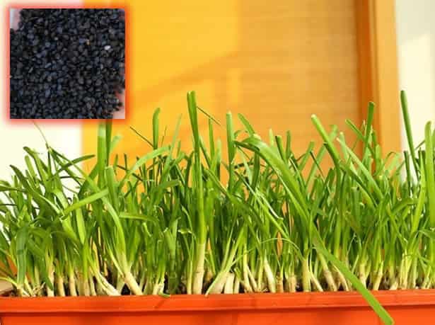 Leek Seeds: The Tall, Cool Comedians of the Garden