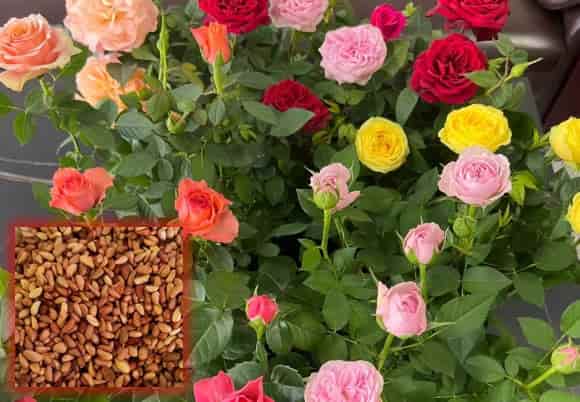 Rose Seeds: Little Dramatic Stars of the Flower Garden