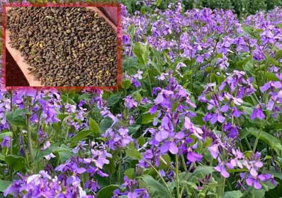 February Orchid Seeds: The Unplanned Garden Jokers