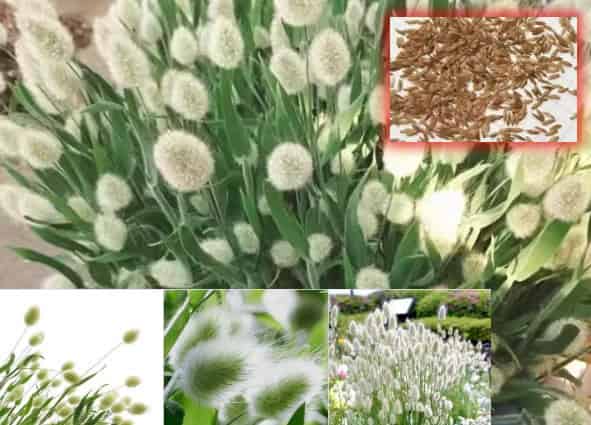 Bunny Tail Grass Seeds: The Fluffiest Garden Cutie