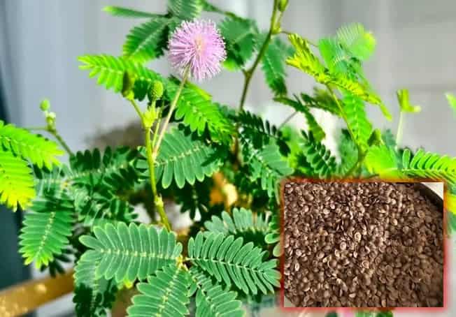 Mimosa Pudica Seeds: The Shy Comedian of the Garden