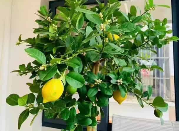 Perfume Lemon Tree: The Fragrant Funny Garden Star