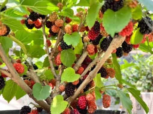 Big Fruit Mulberry Tree: The Juicy Prankster of the Garden